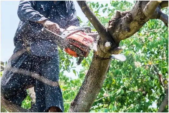 tree services Reidville